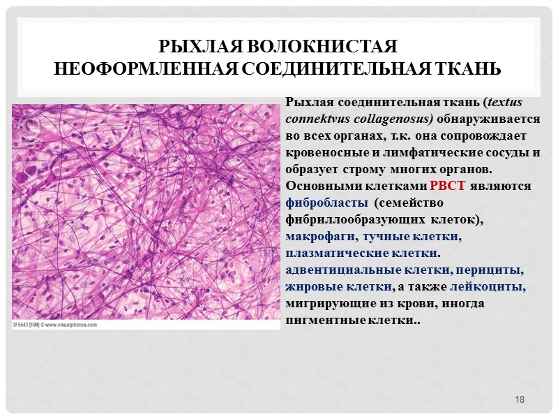 Рыхлая волокнистая  неоформленная соединительная ткань 18 Рыхлая соединительная ткань (textus connektvus collagenosus) обнаруживается